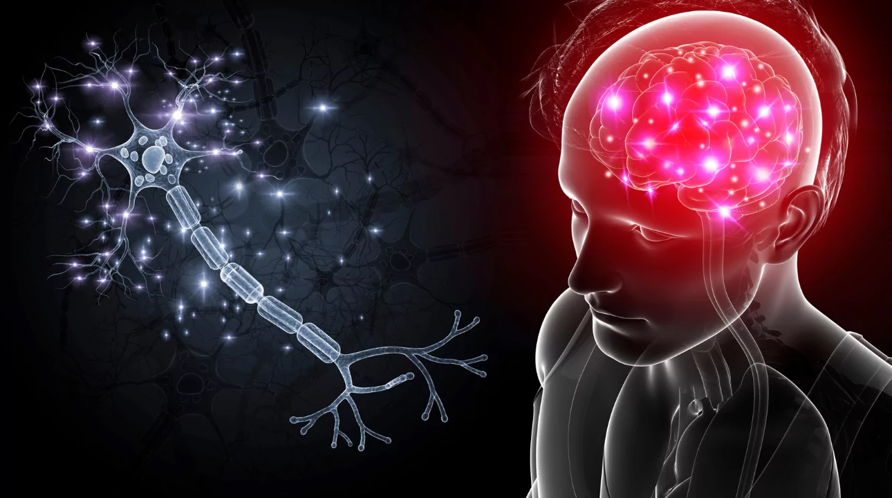 Ilustración en blanco y negro de cabeza humana con cerebro en rosa resaltado, representando procesos perceptivos de la mente